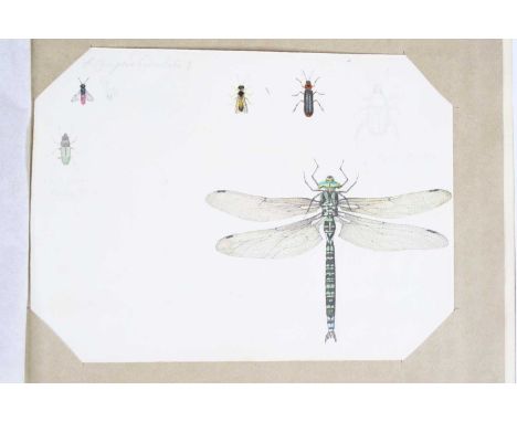 A late 19th / early 20th century sketch album, the contents mainly being entomological studies in pencil and watercolour many