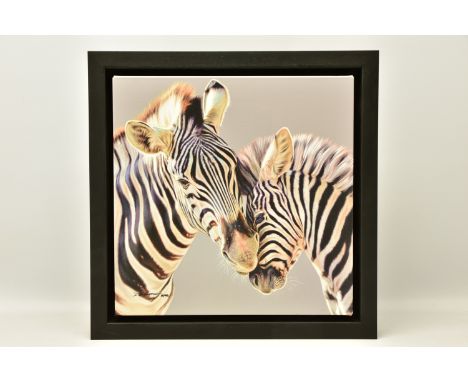 DARRYN EGGLETON (SOUTH AFRICA 1981) 'TENDER TOUCH', a signed limited edition print of two zebras, 36/195 with certificate, ap