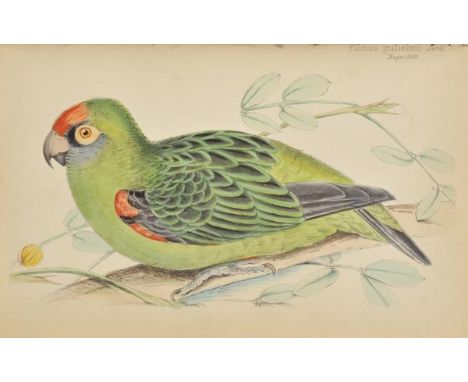 Jardine (William). Contributions to Ornithology 1848-1852, 2 volumes (text/plates), [1860],  79 hand-coloured lithographed pl