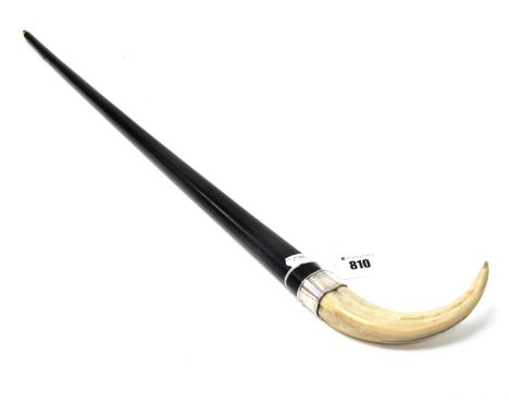 An Early XX Century Marine Ivory Handled Walking Stick, mounted on an ebony cane with plain silver collar, 93.5cm long.