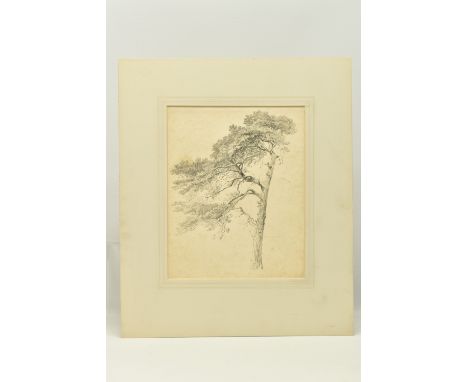 CIRCLE OF SAMUEL PROUT (1783-1852) 'SCOTCH FIR', a study of a tree, unsigned, pencil on paper, approximate size 28cm x 22cm, 