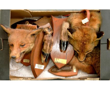 FOX HUNTING.  A FOX HEAD ON OAK SHIELD, LABELLED MEYNELL  HUNT DALBURY LEES NOV 1959, A DEVON AND SOMERSET STAGHOUNDS DEER SL