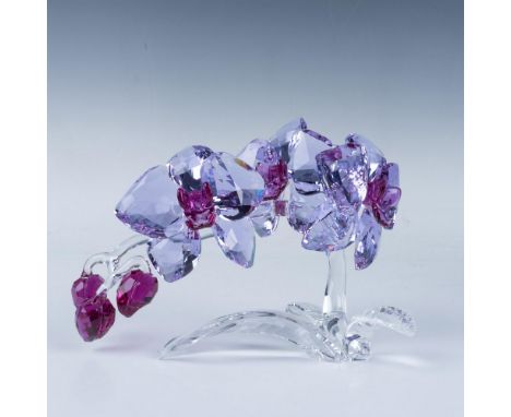 A breathtaking orchid displays three vibrant flowers in full bloom, accompanied by three delicate baby buds emerging from a s