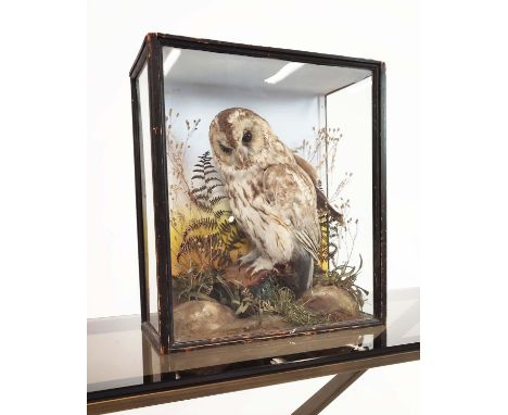 TAWNY OWL TAXIDERMY, late Victorian ebonised and glazed case, 45cm H x 40cm x 18cm. 