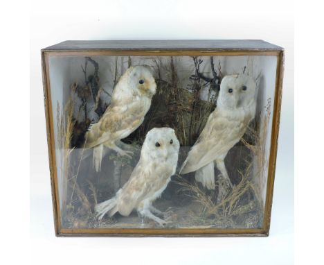 An early 20th century taxidermy of three owls, in a glazed light oak display case, 51cm