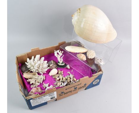 A Collection of Various Shells and Corals