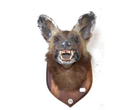 African Wild Dog (Lycaon pictus), circa 1940, by J.R.IVY (PTY) LTD High Art Taxidermists Pretoria, head mount on shield posed
