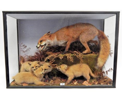 A Large Early 20th Century Taxidermy Display of Foxes (Vulpes vulpes), full mount adult snarling with head turning to the lef