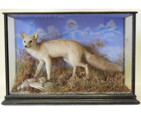 Fox (Vulpes vulpes), late Victorian, full mount with Partridge prey, stood upon faux rocks with head turning to the left amon