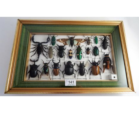 Two Framed Entomology Collections of Insects, modern, to include: various beetles scorpions and stick insects etc, frame size