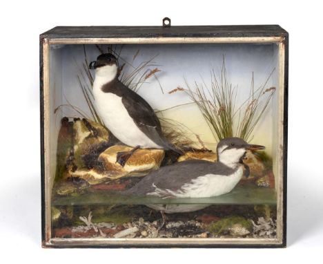 A Taxidermy Cased Razorbill (Alca torda) and a Guillemot (Uria aalge), in the manner of Bisshopp of Oban, both full mounts, t