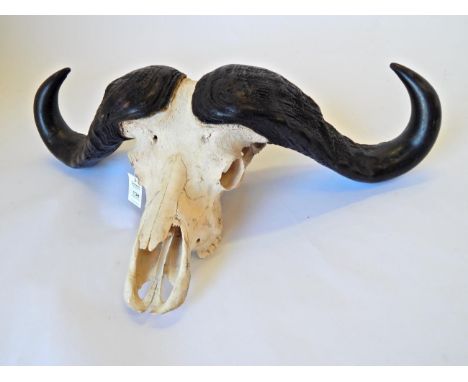 Cape Buffalo (Synceros caffer) ,circa late 20th century, horns on full upper skull, 101cm widest span, tip to tip 79cm two te