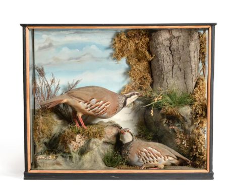 French Partridge (Alectoris rufa), circa late 20th century, two full mounts, one stood upon a faux rock covered in moss with 