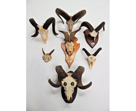 European Mouflon (Ovis orientalis musimon), circa late 20th century, six pairs of various juvenile and adult Mouflon horns on