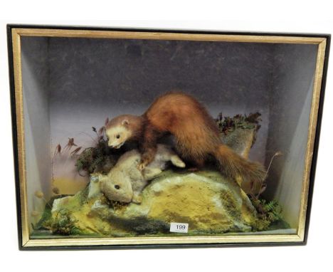 A Taxidermy Cased Ferret on Rabbit Prey, circa 1920, full mount ferret with head turning to the left with mouth agape upon a 