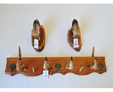 Roe Deer Coat Hook, four Roe deer slots and two antler tips mounted as coat hooks, attached to a stained pine bracket with th
