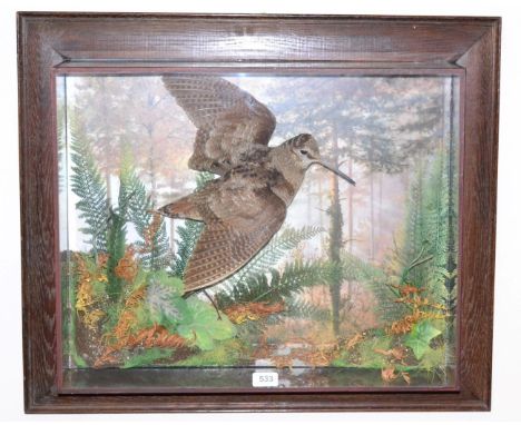 Woodcock (Scolopax), circa 2010, full mount, in flying pose through a wooded scene with painted background, amongst branches,