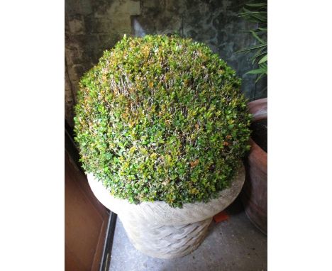A box ball shrub in a composition stoneware planter