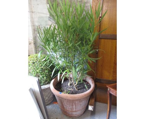 An exotic tree with red berries in a terracotta planter