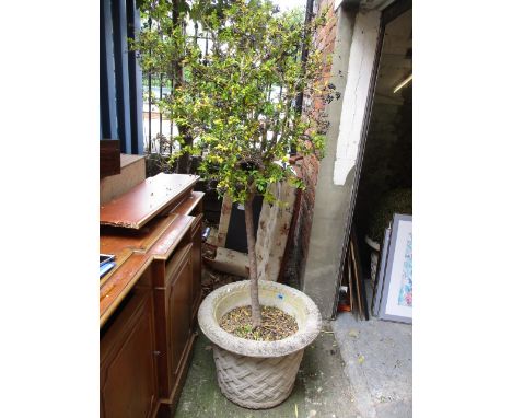 A tree with black berries in a stoneware planter