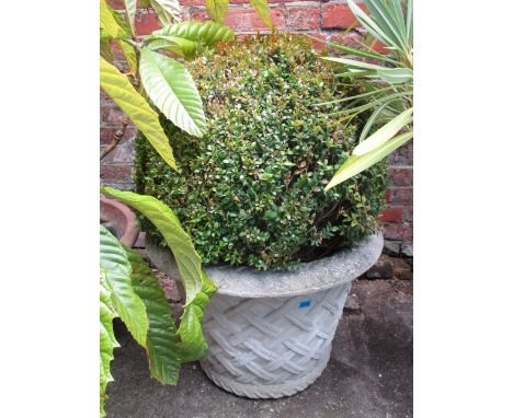 A box ball shrub in a stoneware planter
