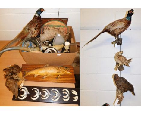 Taxidermy/Antlers: A Collection of British Game Birds and Antlers, a pair of adult Ring-necked Pheasant cock birds, both moun