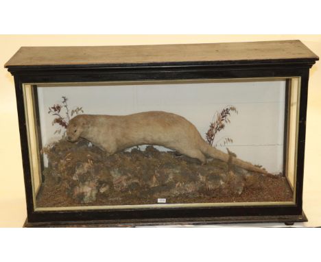 Taxidermy: A Large Late Victorian Cased Eurasian Otter, circa 1880-1900, a full mount adult facing slightly to the left with 