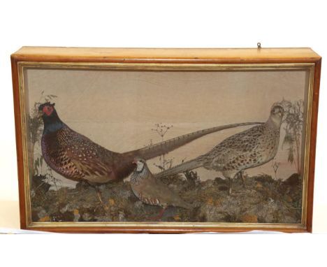Taxidermy: A Cased Diorama of British Game Birds, circa 1900, containing a pair of Ring-necked Pheasants, cock and hen birds,