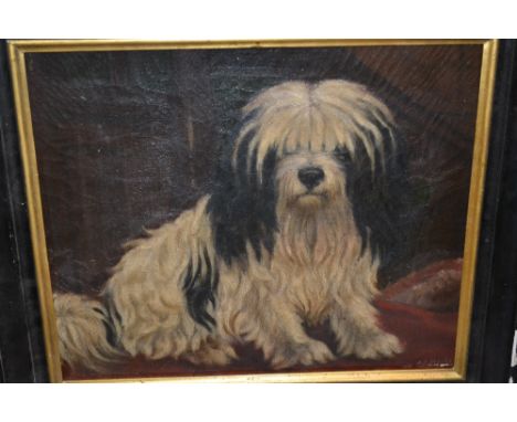 A.G. Walker, signed oil on canvas, portrait of a Maltese terrier, 11.5ins x 14ins