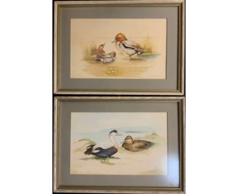 R. Mackey, a pair, 'Eiders' and 'Teal', signed, dated 1977, and 1976 respectively, watercolours, each measuring 19cm x 30cm, 