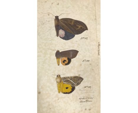 Ceylon Heterocera. A group of 39 pencil and watercolour studies of the moths of Ceylon, multiple specimens per sheet, each ca