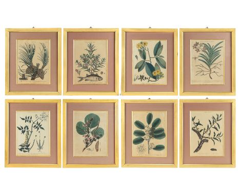 A set of eight coloured botanical engravings, by J. Pass for Encyclopedia Londinensis, early 19th century, each in later moun