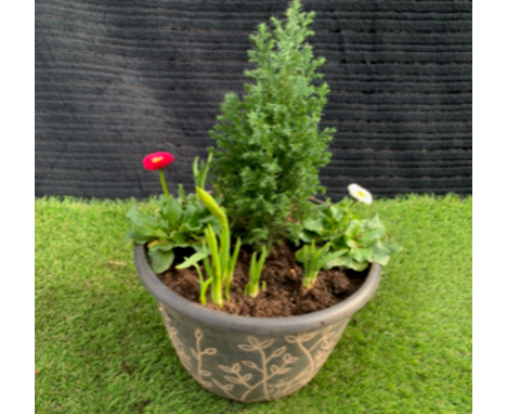Conifer winter planter. Not available for in-house P&amp;P, contact Paul O'Hea at Mailboxes on 01925 659133 
