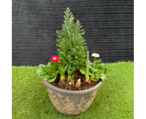 Conifer winter planter. Not available for in-house P&amp;P, contact Paul O'Hea at Mailboxes on 01925 659133 