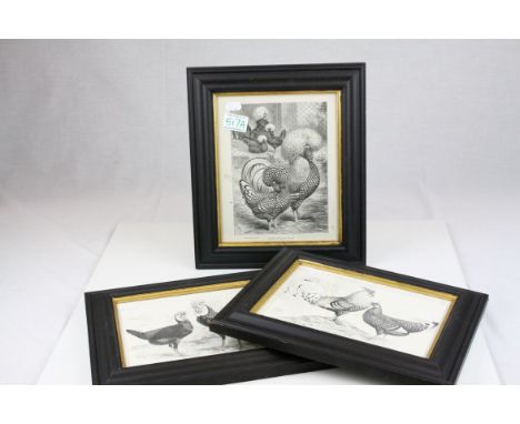J W Ludlow, 19th century, 3 framed print, studies of rare breed chickens