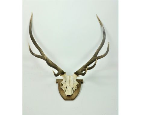 Taxidermy: A mounted Deer Skull and Antlers with eight tips, on oak plaque. (1)
