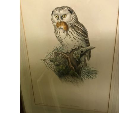 AFTER J GOULD AND H.C. RICHTER "Nyctale tengmalmi" study of an owl with rodent quarry upon a tree stump 47 cm x 31 cm togethe