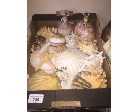 A box of sea shells 