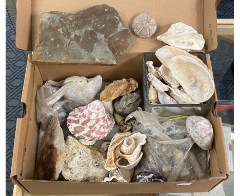 COLLECTION OF SHELLS INCL .AN AMMONITE
