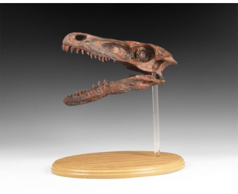 . A museum quality reproduction skull of a Velociraptor mongoliensis of the Cretaceous Period (80 million years BP) from the 