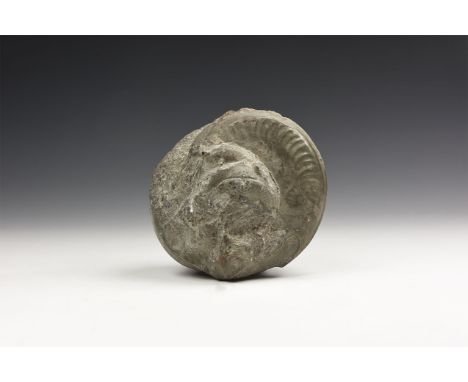 Jurassic Period, Lias, 200-180 million years BP. A group of pyritised fossil Grammoceratid ammonites in a pyritised nodule fr