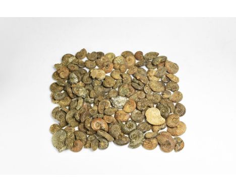 Devonian Period, 350-100 million yeras BP. A group of one hundred and twenty seven British ammonites, many showing pyrite for