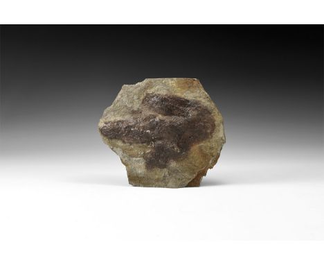 Jurassic Period, 201-145 million years BP. A fossil juvenile Anchisauripus saurischia foot print; from Hampton County, Massac