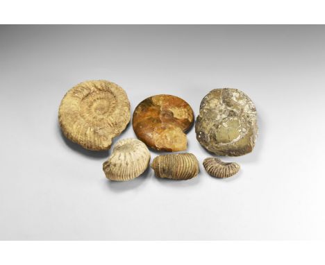 Jurassic Period, 199-145 million years BP. A mixed group of ammonites from the UK including: Liparoceras from the Jurassic Pe
