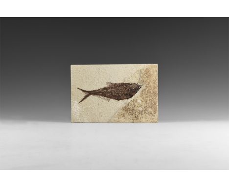 Eocene Period, 56-36 million years BP. A fossil Diplomystus dentatus fish in matrix from the Eocene age from the Green River 