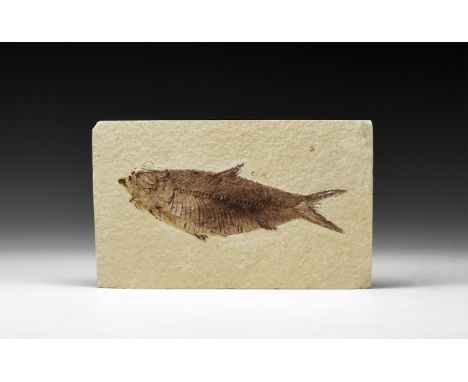 Eocene Period, 56-33 million years BP. A fossil Knightia alta fish in a matrix; from Warfield Quarry, Kemmerer, Green River F