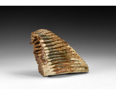Pleistocene Period, 2.6 million years-11700 years BP. A Mammuthus primigenius mammoth tooth; from Brown Bank, Lowestoft, Suff