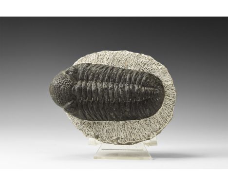 Upper Devonian Period, 385-359 million years BP. A large fossil trilobite Phacops rana on a matrix; from Alnif, Morocco.  679