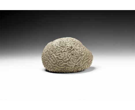 Pliocene Period, 5.2-2.5 million years BP. A complete brain-shaped section of fossil coral.  708 grams, 13cm (5"). From an ol