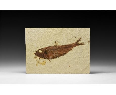 Eocene Period, 56-33 million years BP. A fossil Knightia alta fish in matrix, from Warfield Quarry, Kemmerer, Green River For